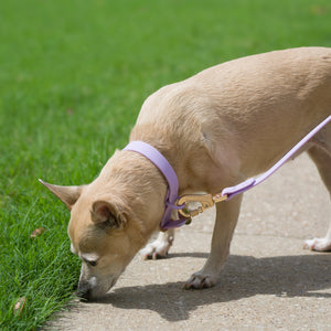 Training Dog Leash