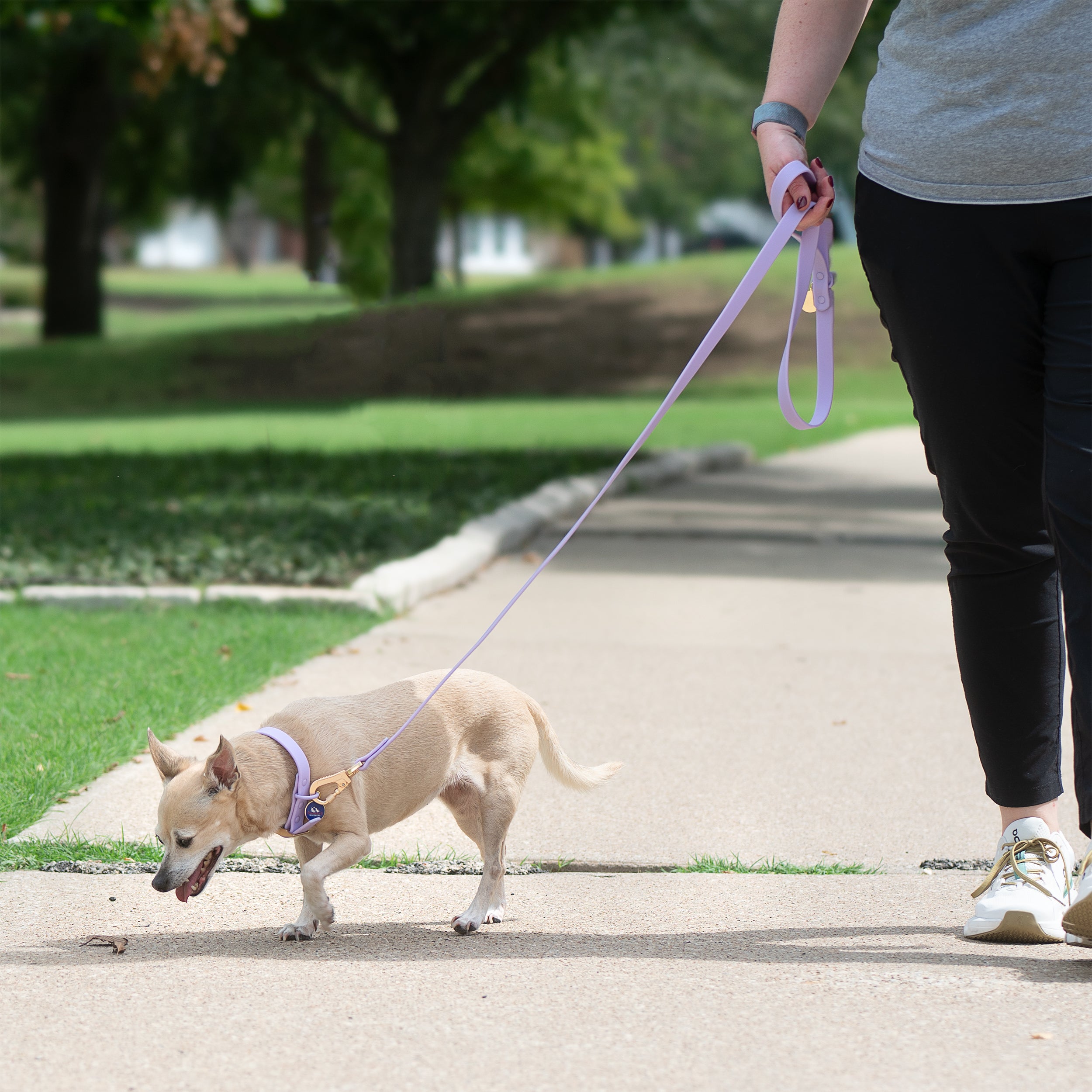 Training Dog Leash